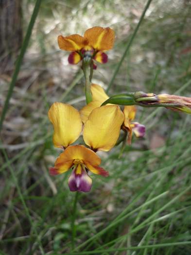 Diuris - orchid wireless_hill_077.JPG